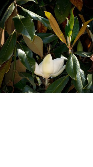 jss_magnolia